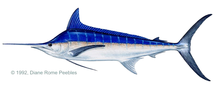 Marlin bleu Ile de la Réunion